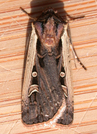 Western Bean Dart